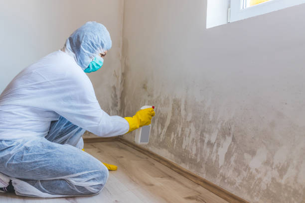 Licensed Basement Mold Remediation service in Conshohocken, PA - WQB Mold Removal