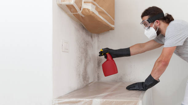 Professional Basement Mold Remediation technician working in Conshohocken, PA